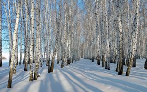 Preview wallpaper birches, grove, winter, snow, shadows, trees, ranks