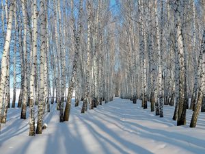 Preview wallpaper birches, grove, winter, snow, shadows, trees, ranks