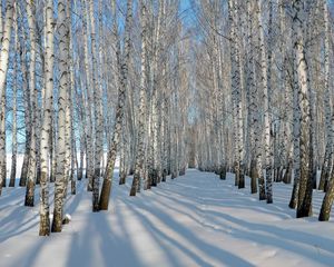 Preview wallpaper birches, grove, winter, snow, shadows, trees, ranks