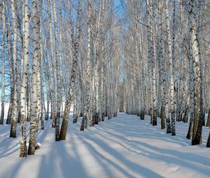 Preview wallpaper birches, grove, winter, snow, shadows, trees, ranks