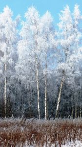 Preview wallpaper birches, hoarfrost, snow, winter, gray hair, freshness, frost, grass, faded