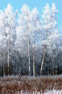 Preview wallpaper birches, hoarfrost, snow, winter, gray hair, freshness, frost, grass, faded