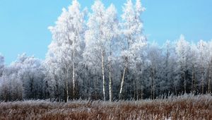 Preview wallpaper birches, hoarfrost, snow, winter, gray hair, freshness, frost, grass, faded