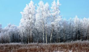 Preview wallpaper birches, hoarfrost, snow, winter, gray hair, freshness, frost, grass, faded