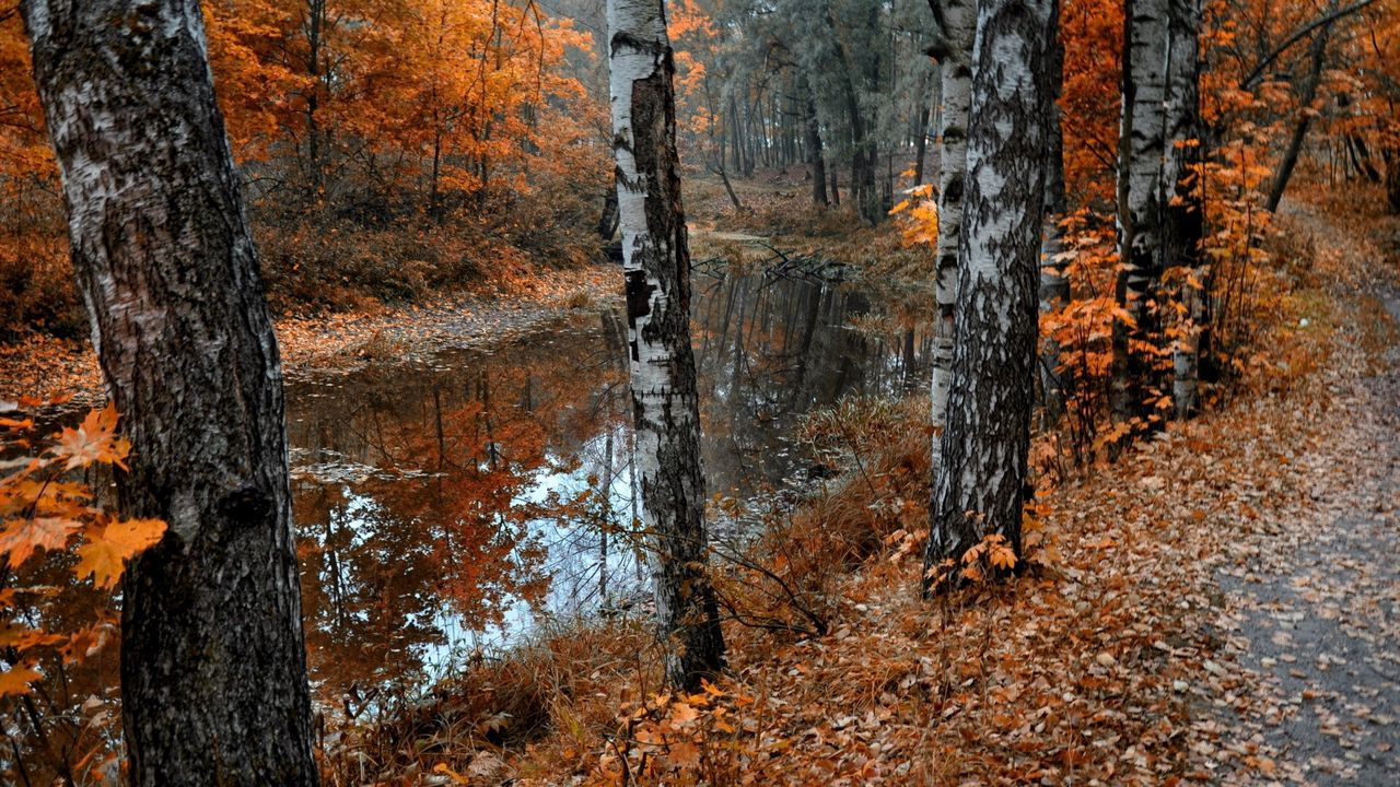 Wallpaper birches, lake, leaf fall