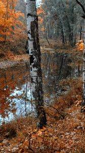 Preview wallpaper birches, lake, leaf fall