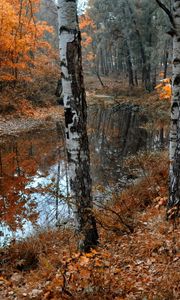 Preview wallpaper birches, lake, leaf fall