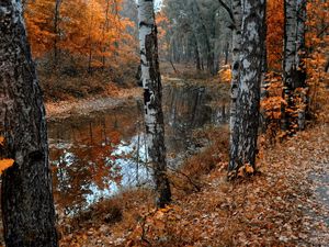 Preview wallpaper birches, lake, leaf fall