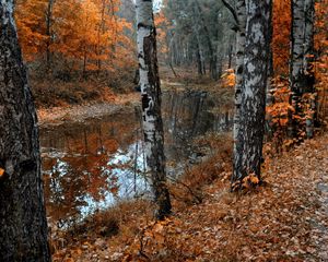 Preview wallpaper birches, lake, leaf fall