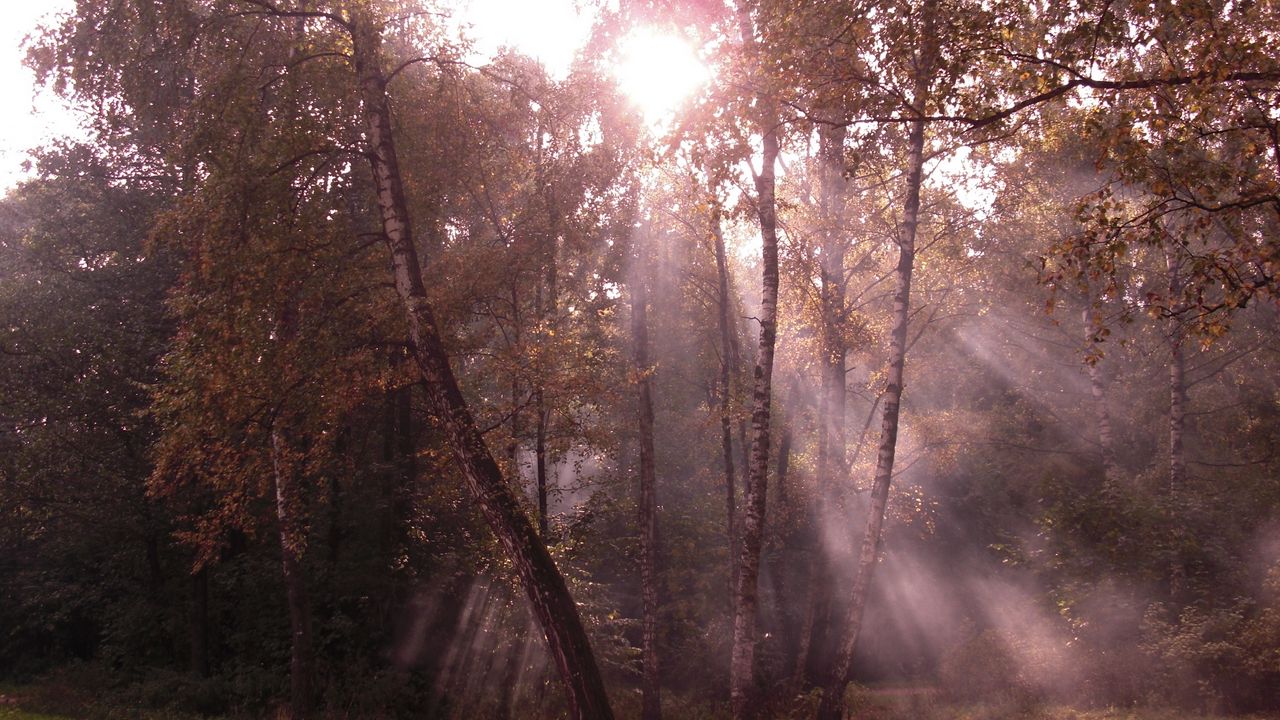 Wallpaper birches, light, beams, edge