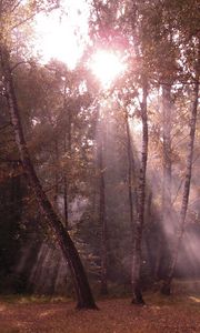 Preview wallpaper birches, light, beams, edge