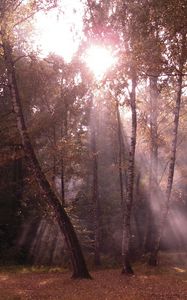 Preview wallpaper birches, light, beams, edge