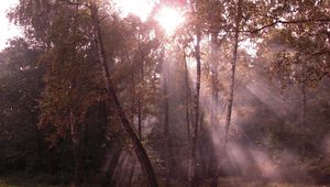 Preview wallpaper birches, light, beams, edge