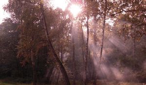 Preview wallpaper birches, light, beams, edge