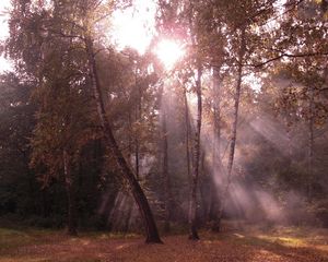 Preview wallpaper birches, light, beams, edge