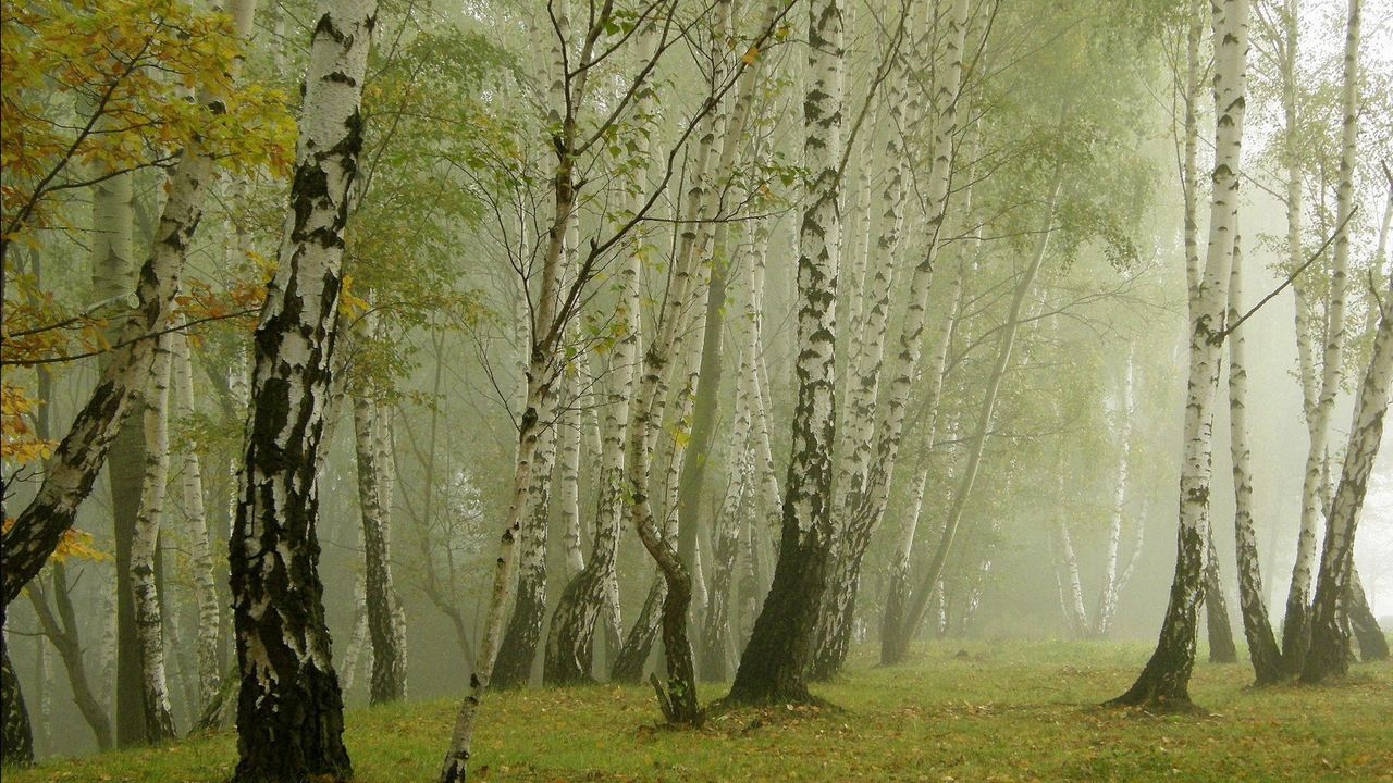 Wallpaper birches, morning, fog, grove