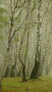 Preview wallpaper birches, morning, fog, grove