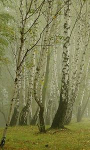 Preview wallpaper birches, morning, fog, grove