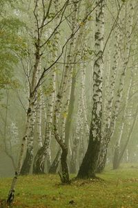 Preview wallpaper birches, morning, fog, grove