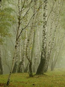 Preview wallpaper birches, morning, fog, grove