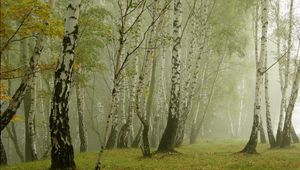 Preview wallpaper birches, morning, fog, grove