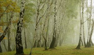 Preview wallpaper birches, morning, fog, grove