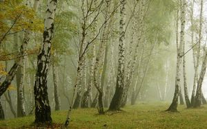 Preview wallpaper birches, morning, fog, grove