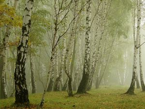 Preview wallpaper birches, morning, fog, grove