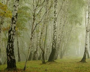 Preview wallpaper birches, morning, fog, grove