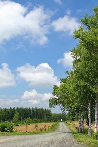 Preview wallpaper birches, road, country