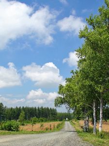 Preview wallpaper birches, road, country