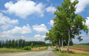 Preview wallpaper birches, road, country