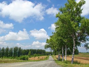 Preview wallpaper birches, road, country