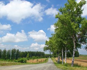 Preview wallpaper birches, road, country