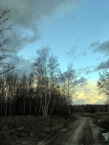 Preview wallpaper birches, spring, road, snow, gray, evening