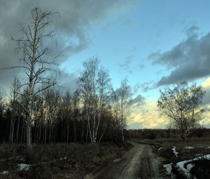 Preview wallpaper birches, spring, road, snow, gray, evening