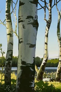 Preview wallpaper birches, trees, art