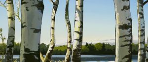 Preview wallpaper birches, trees, art