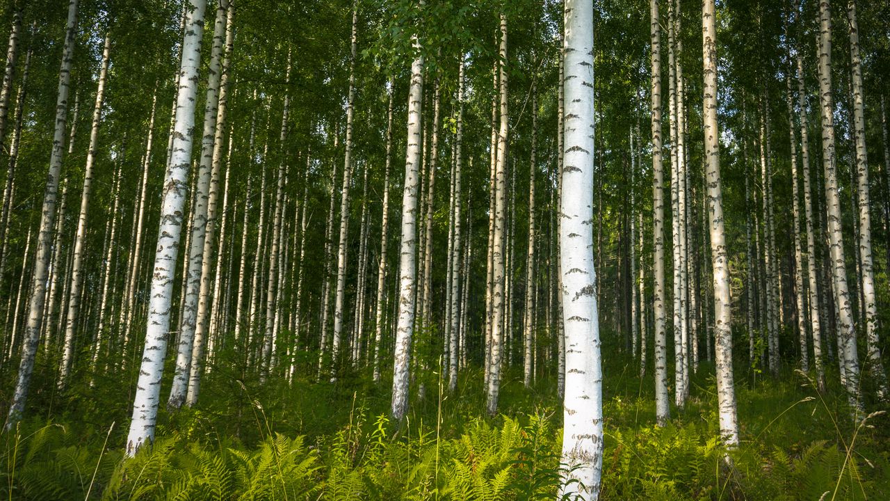 Wallpaper birches, trees, forest, rose, ferns, nature