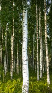 Preview wallpaper birches, trees, forest, rose, ferns, nature