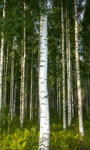 Preview wallpaper birches, trees, forest, rose, ferns, nature