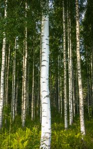 Preview wallpaper birches, trees, forest, rose, ferns, nature