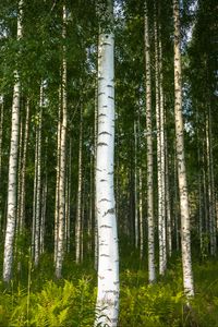 Preview wallpaper birches, trees, forest, rose, ferns, nature