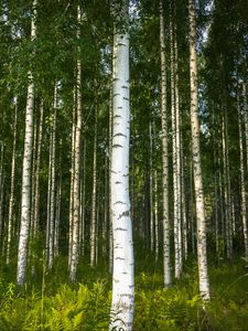 Preview wallpaper birches, trees, forest, rose, ferns, nature