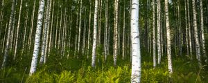 Preview wallpaper birches, trees, forest, rose, ferns, nature