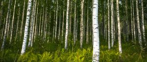 Preview wallpaper birches, trees, forest, rose, ferns, nature