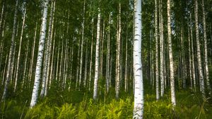 Preview wallpaper birches, trees, forest, rose, ferns, nature