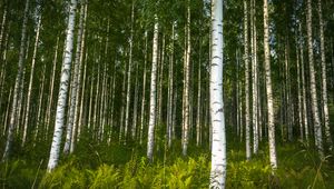 Preview wallpaper birches, trees, forest, rose, ferns, nature