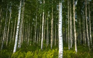 Preview wallpaper birches, trees, forest, rose, ferns, nature