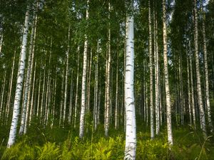 Preview wallpaper birches, trees, forest, rose, ferns, nature